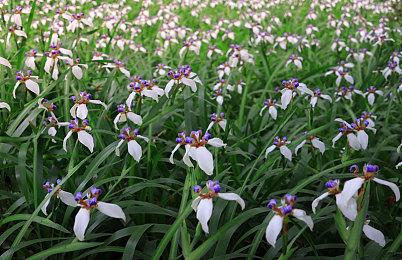 本周FAMI通新作评分 《极品飞车：不羁》32分